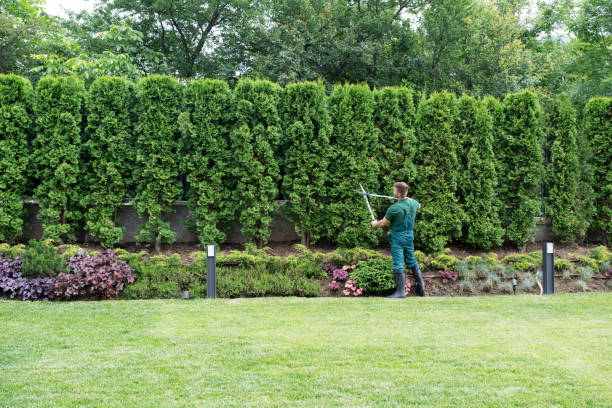 Best Pest Control for Lawns  in Webberville, MI