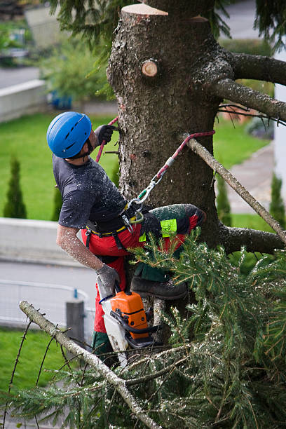 Best Hedge Trimming  in Webberville, MI